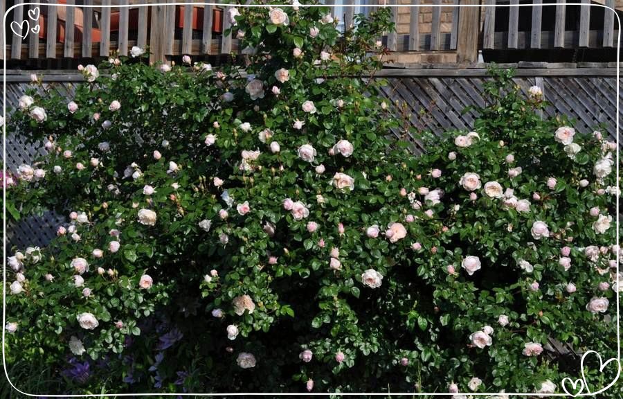 The Generous Gardener róża angielska